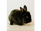 Tommy, Satin For Adoption In Lakeville, Minnesota