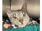 Professor X, Domestic Shorthair For Adoption In Santa Rosa, California