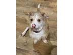 Goose, Terrier (unknown Type, Small) For Adoption In Shawnee, Oklahoma