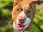 Kenny, American Pit Bull Terrier For Adoption In Bellingham, Washington