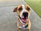 Harley Quinn, American Pit Bull Terrier For Adoption In Salt Lake City, Utah