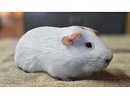Opie, Guinea Pig For Adoption In Monterey, California