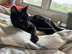 Midnight, Domestic Shorthair For Adoption In Herndon, Virginia