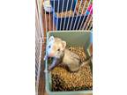 Possum And Penquin, Ferret For Adoption In Brandy Station, Virginia