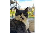 Bear, Domestic Shorthair For Adoption In Blountville, Tennessee