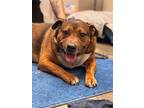 Brick, Affenpinscher For Adoption In Effingham, Illinois