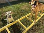 Phoebe, Labrador Retriever For Adoption In Los Angeles, California
