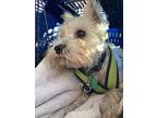 Rose, Schnauzer (miniature) For Adoption In Homer Glen, Illinois