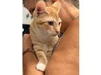 Johnny Rose, Domestic Shorthair For Adoption In Salisbury, Maryland