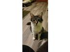 Peaches, Domestic Shorthair For Adoption In Steinbach, Manitoba