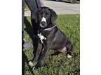 Buttercup, Retriever (unknown Type) For Adoption In Byron, Georgia