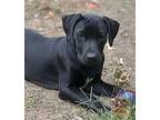 Clyde, Labrador Retriever For Adoption In Byron, Georgia