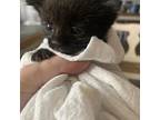 Boo, Domestic Shorthair For Adoption In Chapel Hill, North Carolina