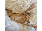 Sid, Domestic Shorthair For Adoption In Chapel Hill, North Carolina