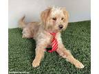 Benji, Terrier (unknown Type, Medium) For Adoption In San Diego, California