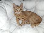 Fire, Domestic Shorthair For Adoption In Plymouth, Minnesota