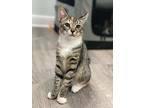 Lola, American Shorthair For Adoption In Fresh Meadows, New York