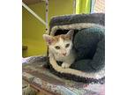Igor, Domestic Shorthair For Adoption In Fresno, California