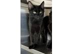 Kelp, Domestic Longhair For Adoption In Oakdale, California