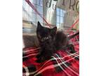 Soba, Domestic Longhair For Adoption In Oakdale, California