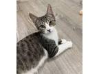 Luke, American Shorthair For Adoption In Fresh Meadows, New York