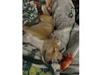 Magnolia - 24240, Terrier (unknown Type, Medium) For Adoption In Armonk