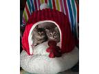 Butterball, Domestic Shorthair For Adoption In Ocala, Florida