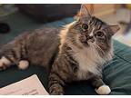 Larry, Domestic Longhair For Adoption In Hollister, California