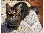Mimi, Domestic Longhair For Adoption In Lunenburg, Massachusetts
