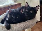 Eleanor, Domestic Longhair For Adoption In Lunenburg, Massachusetts