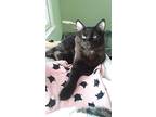 Charlotte, American Bobtail For Adoption In Lunenburg, Massachusetts