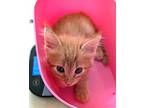 Liam, Maine Coon For Adoption In Loma Linda, California
