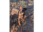 Debo, Miniature Pinscher For Adoption In Haslet, Texas