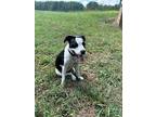 Jordan, Labrador Retriever For Adoption In Sharpsburg, Georgia