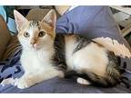Autumn & Bianca, Siamese For Adoption In Crestview, Florida