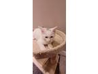 Ash 12, Domestic Shorthair For Adoption In Austin, Texas