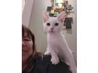Noodle 2, Domestic Shorthair For Adoption In Austin, Texas