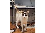 Samantha, Siamese For Adoption In League City, Texas