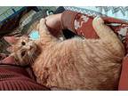 Robin - Offered By Owner, Domestic Shorthair For Adoption In Hillsboro, Oregon