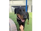 Uma 3308, Doberman Pinscher For Adoption In Oakland Park, Florida