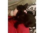 Gus, Domestic Shorthair For Adoption In Columbus, Ohio