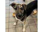 Peppy, Labrador Retriever For Adoption In Whitestone, New York