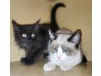 Gaga, Domestic Mediumhair For Adoption In Richmond, California