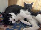Russet, Domestic Shorthair For Adoption In West Palm Beach, Florida