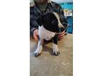 Teller, Staffordshire Bull Terrier For Adoption In Crocker, Missouri