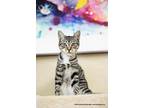 Scarlett, Domestic Shorthair For Adoption In Parlier, California