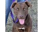 Dancer, Labrador Retriever For Adoption In Washington, District Of Columbia