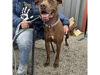 Rueben, American Pit Bull Terrier For Adoption In Grand Junction, Colorado