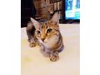 Jordana, Domestic Shorthair For Adoption In Buhl, Idaho