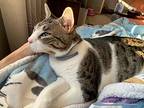 Ice Cream, Domestic Shorthair For Adoption In Lewistown, Pennsylvania